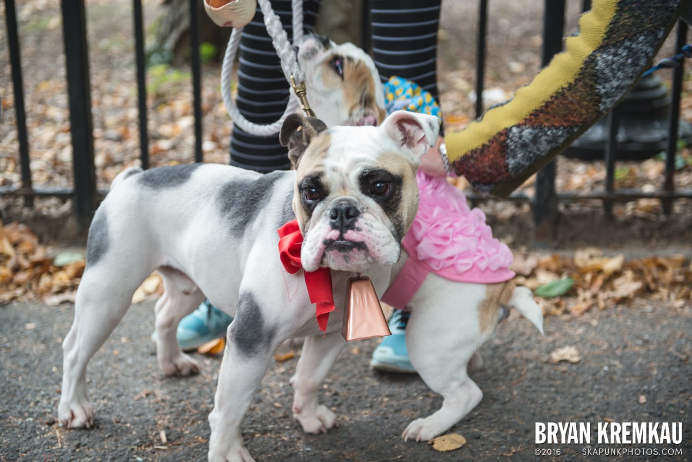 Tompkins Square Halloween Dog Parade 2015 @ Tompkins Square Park, NYC – 10.24.15 (25)