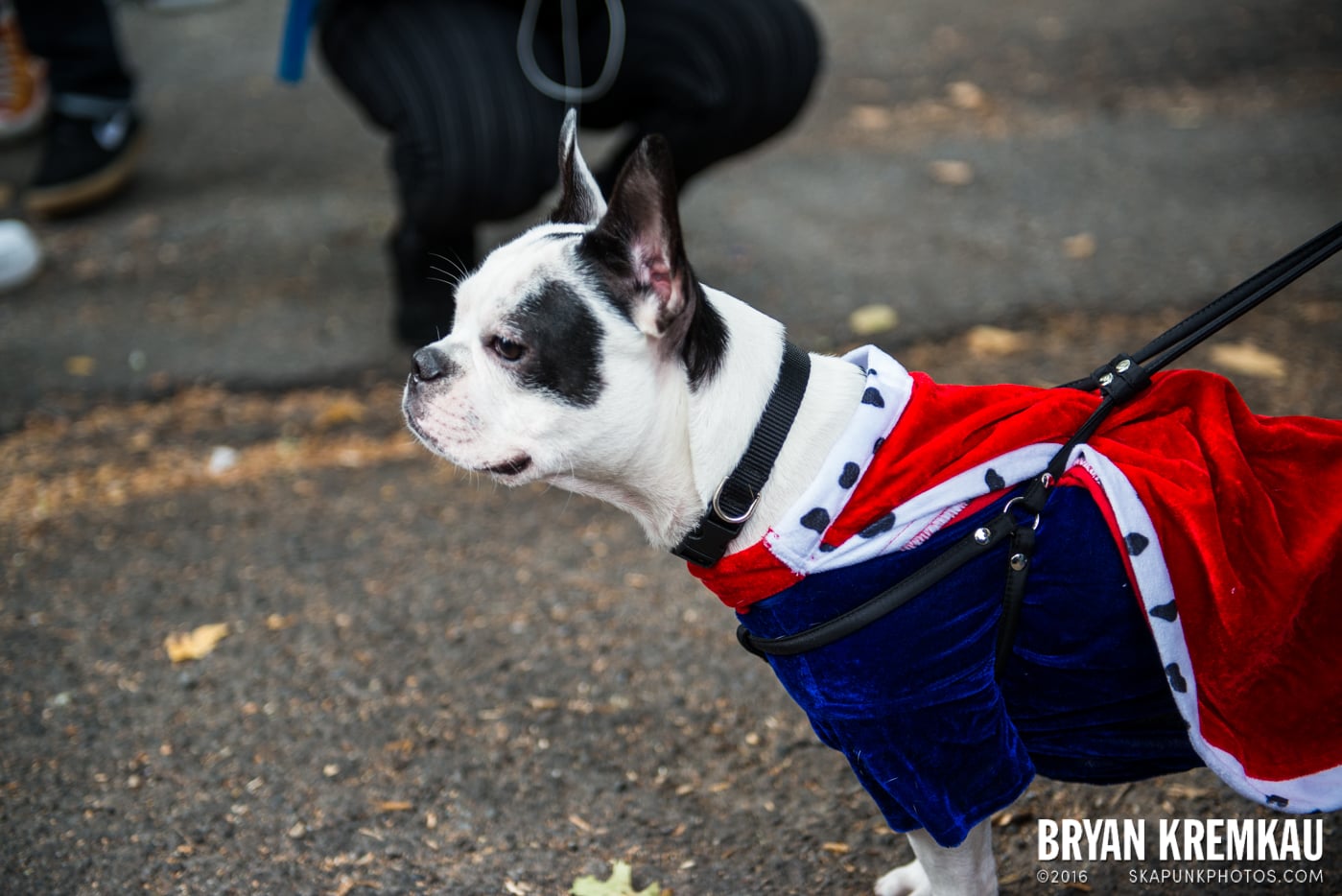 Tompkins Square Halloween Dog Parade 2015 @ Tompkins Square Park, NYC – 10.24.15 (16)
