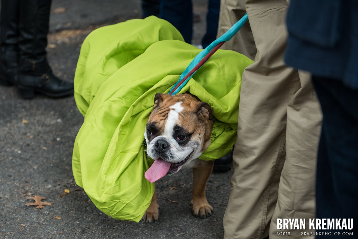 Tompkins Square Halloween Dog Parade 2015 @ Tompkins Square Park, NYC – 10.24.15 (13)